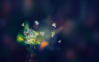 Dandelion flying seeds blurry background - a dandelion free wallpaper