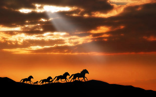 Horses running field sunset cloudy - a field under a cloudy sky free wallpaper