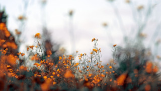 Yellow flowers autumn blurry fire - elinor proby adams free wallpaper