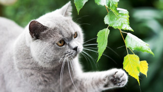Cat reaching leafy branch sharp - sharp claw free wallpaper