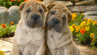 Dogs flowers rocks autumn symmetry - facial free wallpaper