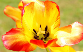 Yellow red flower green white - fauvism free wallpaper