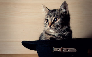 Kitten blackhat table wall magic 2 - a wooden wall free wallpaper