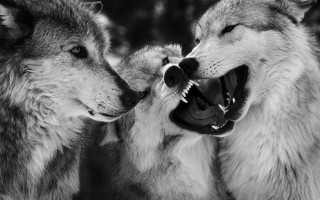 Wolf fight blackwhite realistic sharpteeth - two wolf free wallpaper