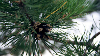 Pine cone pine tree snow - a pine cone free wallpaper
