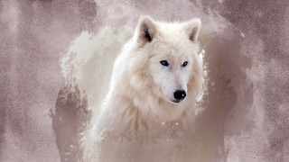 White wolf blue eyes grungy - a faded background free wallpaper