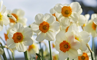White orange flower field bokeh - dirck van der lisse free wallpaper