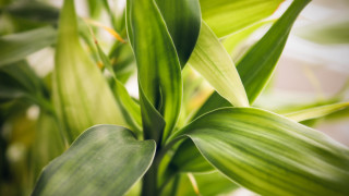 Green plant leaves macro bokeh - derek jarman free wallpaper
