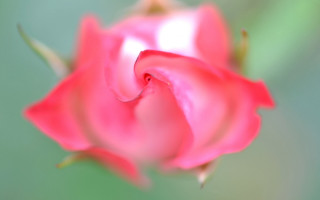 Pink rose green background macro - a pink rose free wallpaper