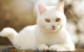 White cat yellow eyes sitting 2 - yellow eye free wallpaper