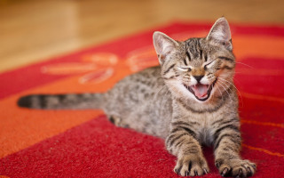 Kitten yawning rug red carpet - the floor of a room free wallpaper