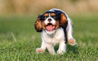 Small dog running field smile - cheerful free wallpaper