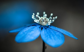 Blue flower white stamens macro - the center free wallpaper