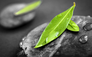 Green leaf rock water droplets - adobe lightroom free wallpaper