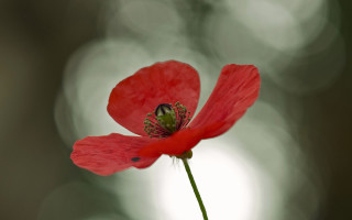 Red flower insect macro moon - colin gill free wallpaper
