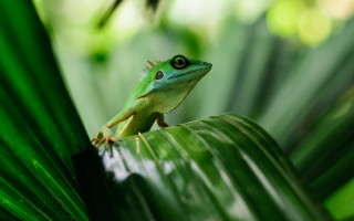 Green lizard leaf forest nature - a green lizard free wallpaper