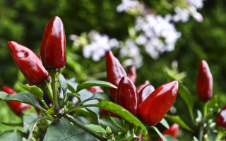 Red peppers plant leaves flowers 2 - fall vibrancy free wallpaper