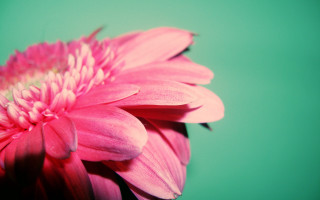 Pink flower closeup macro bouquet - a green background in the background free wallpaper