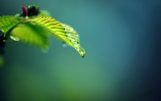 Green leaf water drops blue - a green leaf free wallpaper for desktop