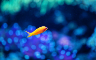 Yellow fish aquarium bubbles bokeh - water free wallpaper
