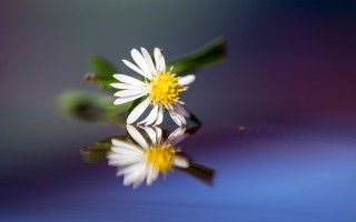 Flower reflection dandelion sunflower macro - reflection free wallpaper for desktop