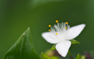 White flower butterfly wings macro - a green leafy background free wallpaper