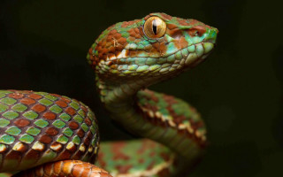 Green orange snake black background - snake free wallpaper