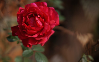 Red rose garden macro shallow - a garden free wallpaper