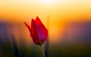 Red flower sunset gradient blurry - rich color free wallpaper