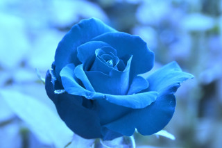 Blue rose vase water blurry - art green free wallpaper