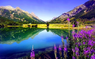 Lake mountains meadow purple flowers - purple flower free wallpaper for desktop