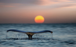 Whale tail sunset ocean moon - a whale tail flup free wallpaper