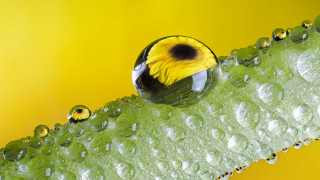 Yellow black ball green leaf - ball free wallpaper