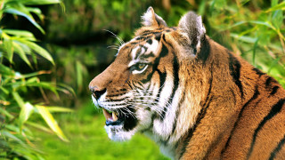 Tiger wideopen mouth grass nature - a tiger free wallpaper