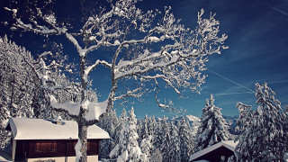 Snowy tree house blue sky - a house in the background free wallpaper