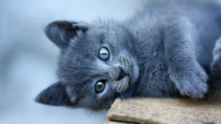 Gray kitten blue eyes curious - a pillow free wallpaper for desktop