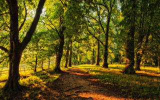 Dirt path forest trees fence - both side of it free wallpaper for desktop