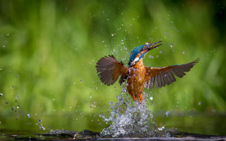 Bird fish water splash aurora - free rain wallpaper