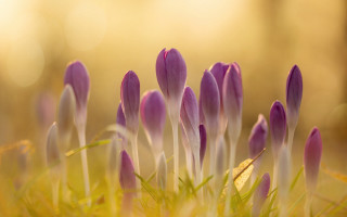 Purple flowers field sunlight macro - the ground in a field of grass free wallpaper