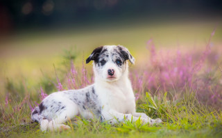Dog field flower grass blurry - a field of grass free wallpaper