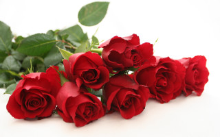 Red roses white background leaves - red rose free wallpaper