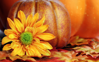 Yellow flower leaves pumpkin orange - fall vibrancy free wallpaper