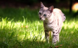 Cat field blurry background tiltshift - david young cameron free wallpaper