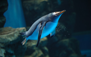Penguin aquarium blue black white - a white stripe free wallpaper