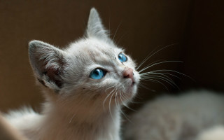 White kitten blue eyes looking - a blurry background of the image free wallpaper