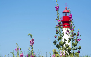 Lighthouse purpleflowers summer vibrant ecological - lighthouse free wallpaper