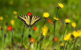Butterfly flower field bokeh nature - nature photography free wallpaper