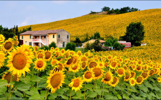 Sunflowers house hill autumn fireworks - a house in the background free wallpaper