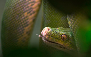 Green snake white face cobra - a green leaf in the foreground free wallpaper