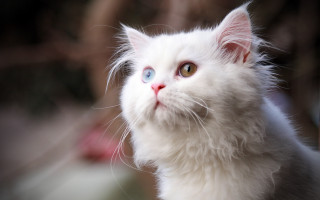 White cat blue eyes symmetrical - symmetrical eye free wallpaper